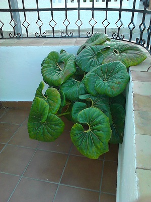 [Foto de planta, jardin, jardineria]