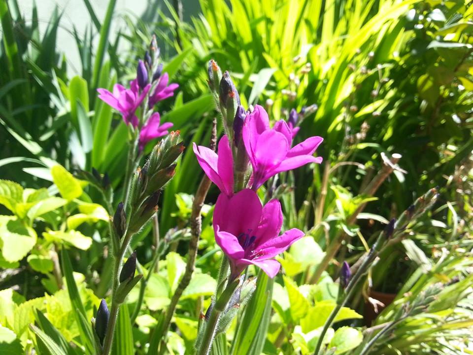 [Foto de planta, jardin, jardineria]