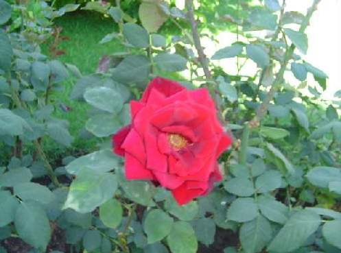 [Foto de planta, jardin, jardineria]