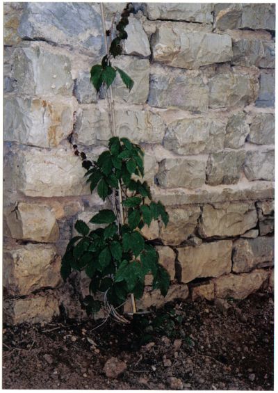 [Foto de planta, jardin, jardineria]