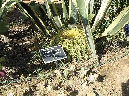 [Foto de planta, jardin, jardineria]