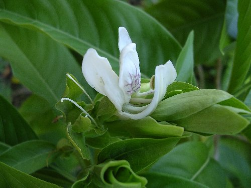 [Foto de planta, jardin, jardineria]