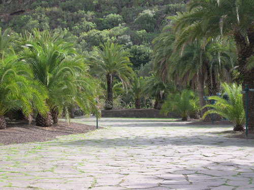 [Foto de planta, jardin, jardineria]