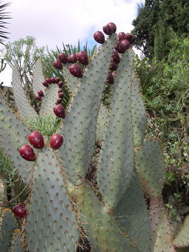 [Foto de planta, jardin, jardineria]