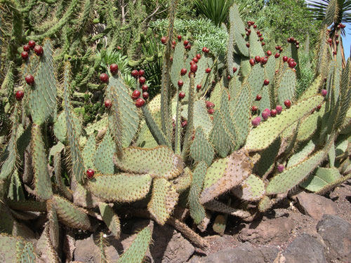 [Foto de planta, jardin, jardineria]