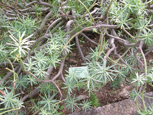 [Foto de planta, jardin, jardineria]