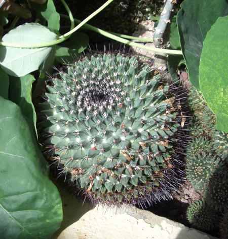 [Foto de planta, jardin, jardineria]