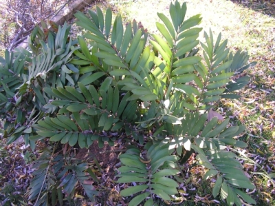 [Foto de planta, jardin, jardineria]