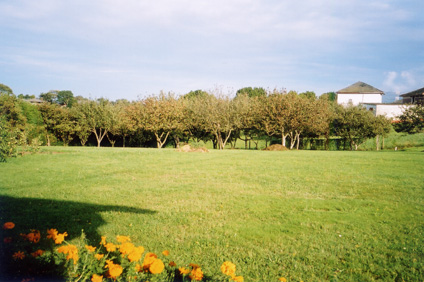 [Foto de planta, jardin, jardineria]