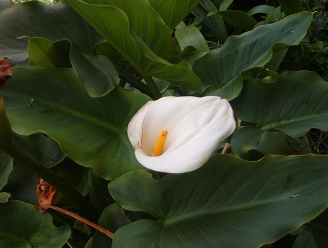 [Foto de planta, jardin, jardineria]