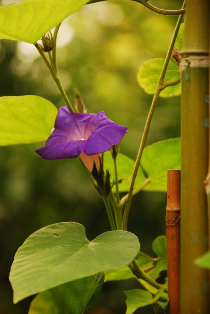 [Foto de planta, jardin, jardineria]