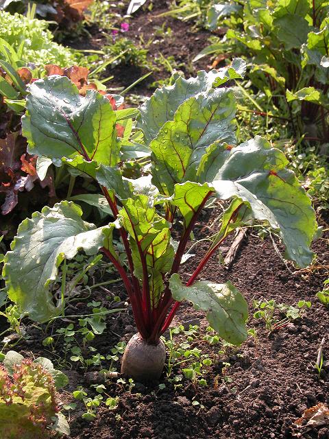 [Foto de planta, jardin, jardineria]