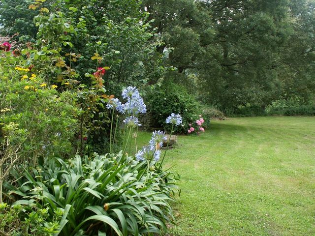 [Foto de planta, jardin, jardineria]