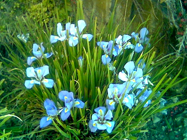 [Foto de planta, jardin, jardineria]