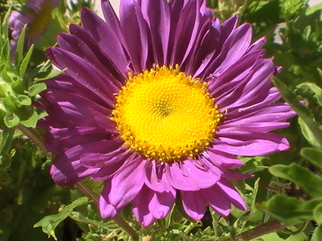 [Foto de planta, jardin, jardineria]