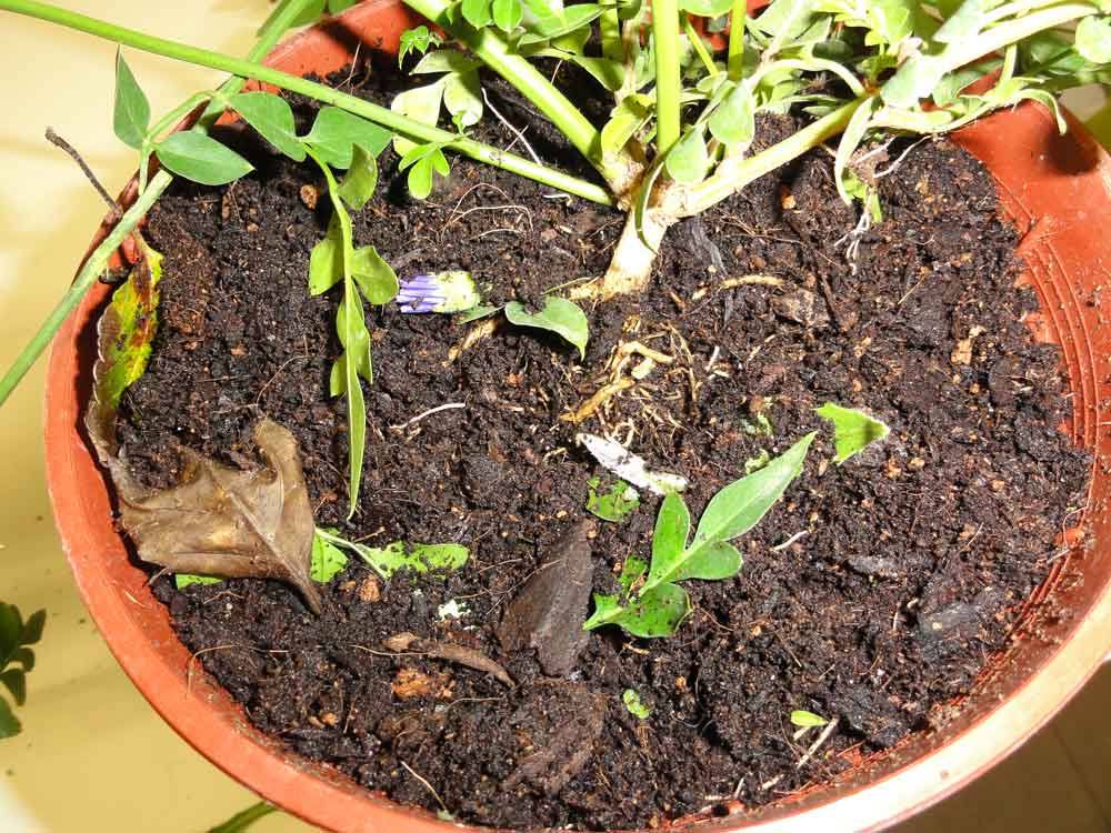 [Foto de planta, jardin, jardineria]