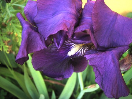 [Foto de planta, jardin, jardineria]