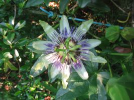 [Foto de planta, jardin, jardineria]