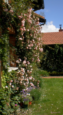 [Foto de planta, jardin, jardineria]