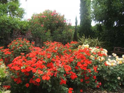 [Foto de planta, jardin, jardineria]