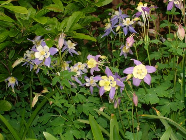 [Foto de planta, jardin, jardineria]