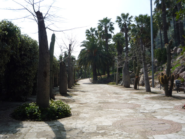 [Foto de planta, jardin, jardineria]