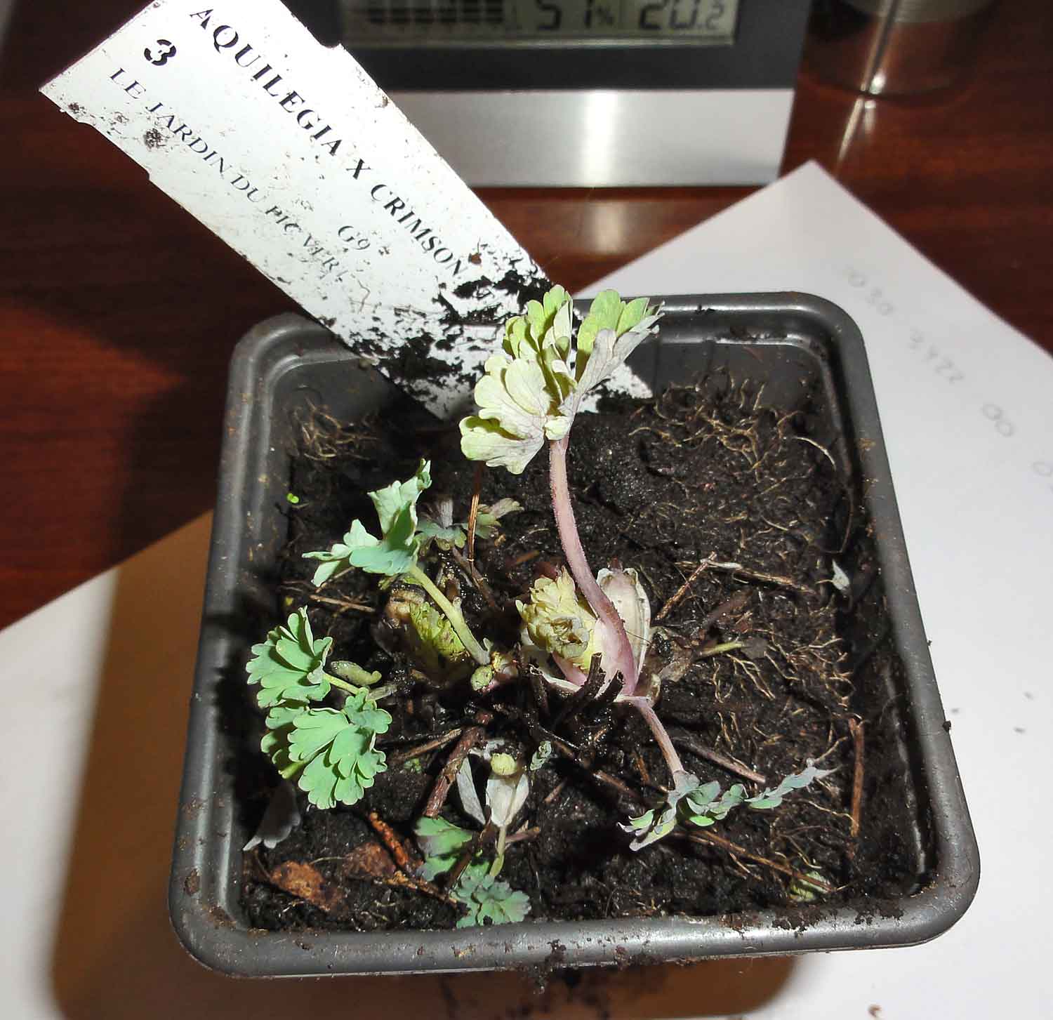 [Foto de planta, jardin, jardineria]