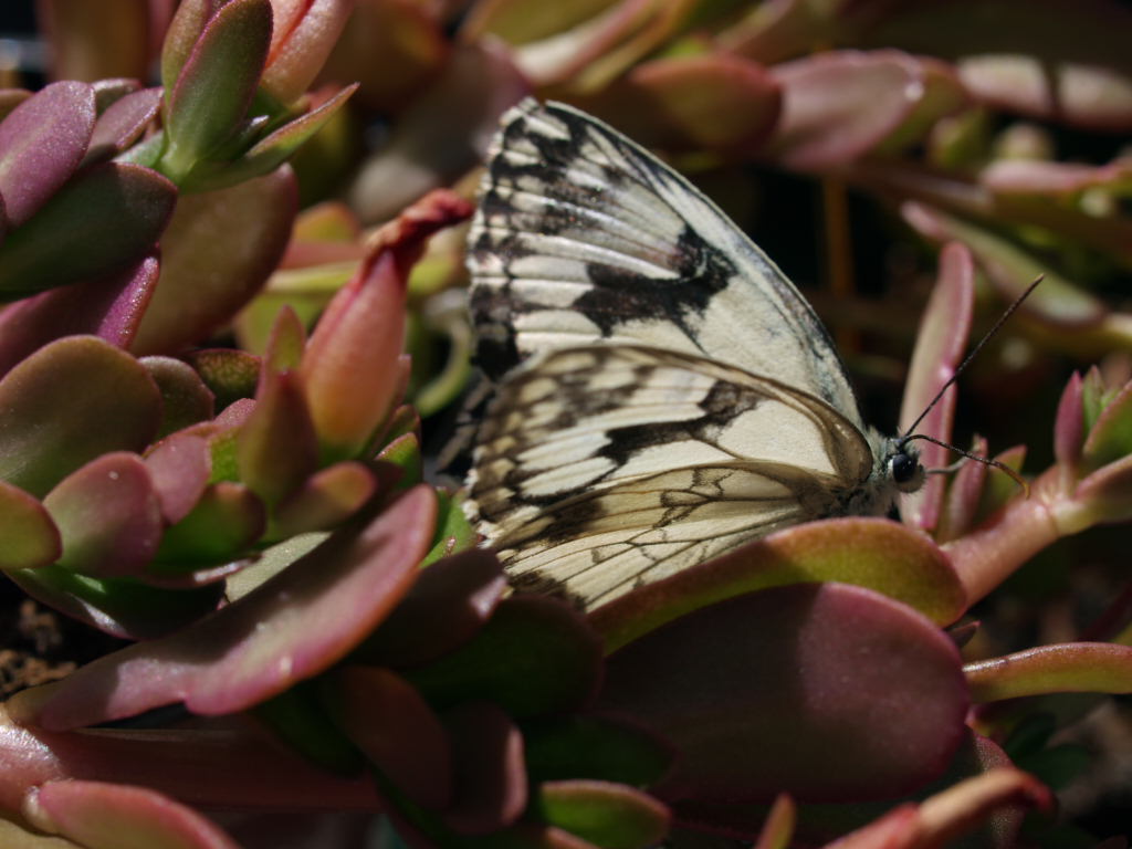 [Foto de planta, jardin, jardineria]