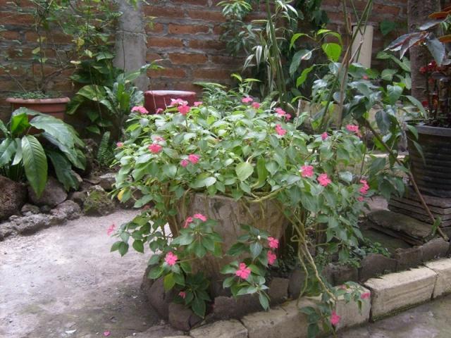 [Foto de planta, jardin, jardineria]