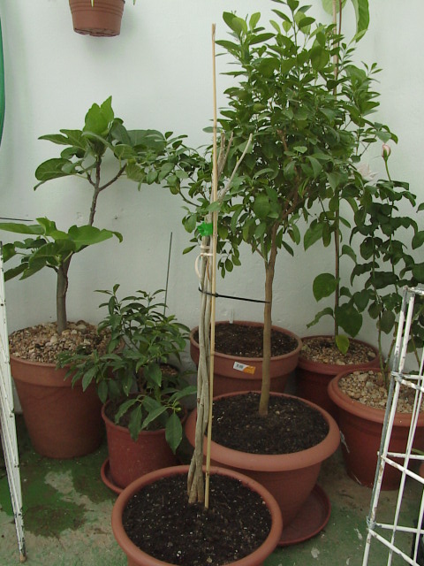 [Foto de planta, jardin, jardineria]