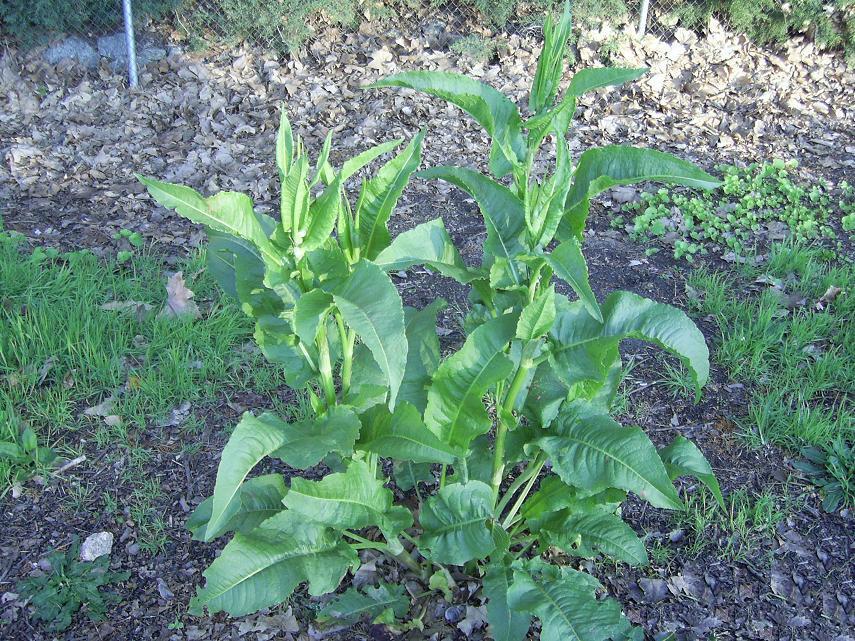 [Foto de planta, jardin, jardineria]