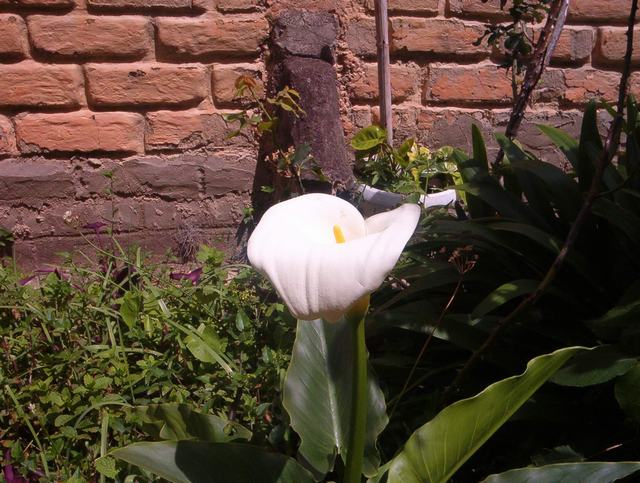 [Foto de planta, jardin, jardineria]