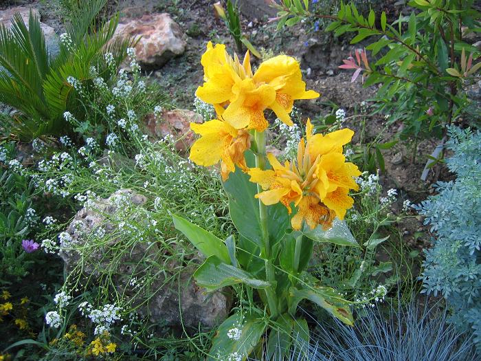 [Foto de planta, jardin, jardineria]