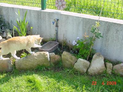 [Foto de planta, jardin, jardineria]