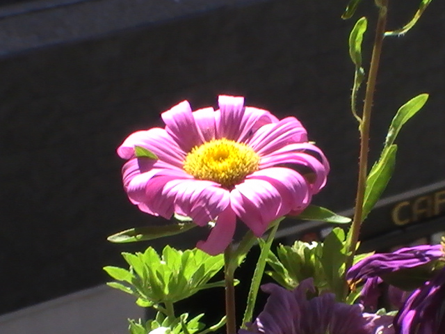 [Foto de planta, jardin, jardineria]