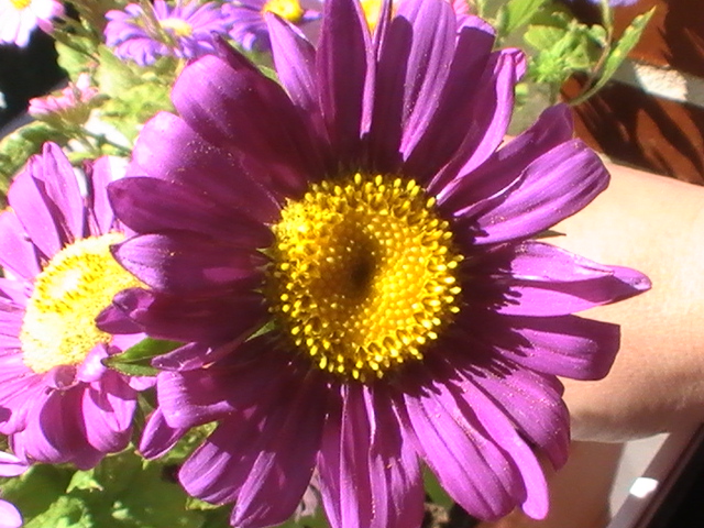 [Foto de planta, jardin, jardineria]