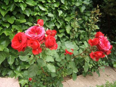 [Foto de planta, jardin, jardineria]