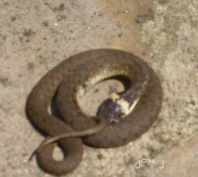 Serpiente de fontanería qué es y para qué sirve