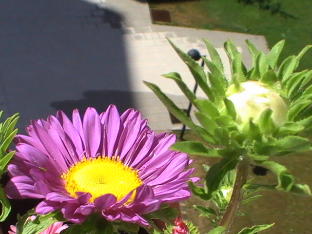 [Foto de planta, jardin, jardineria]