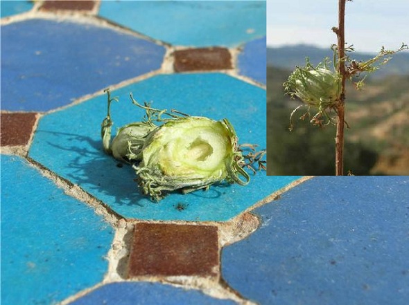 [Foto de planta, jardin, jardineria]