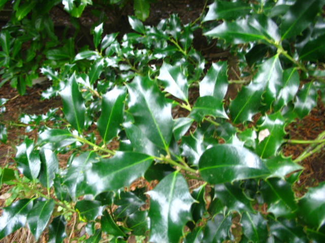 [Foto de planta, jardin, jardineria]