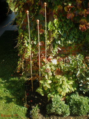 [Foto de planta, jardin, jardineria]