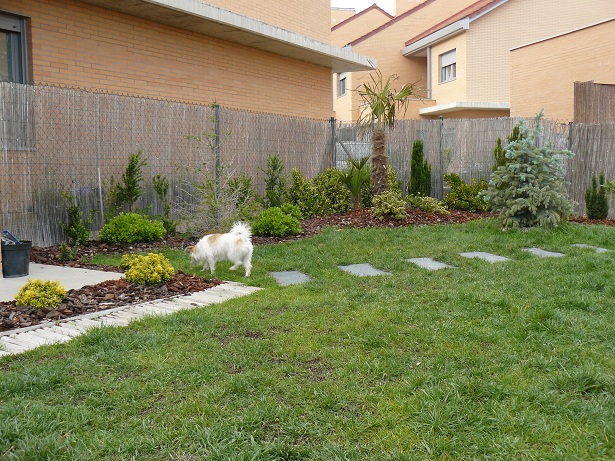 [Foto de planta, jardin, jardineria]