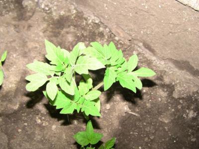 [Foto de planta, jardin, jardineria]