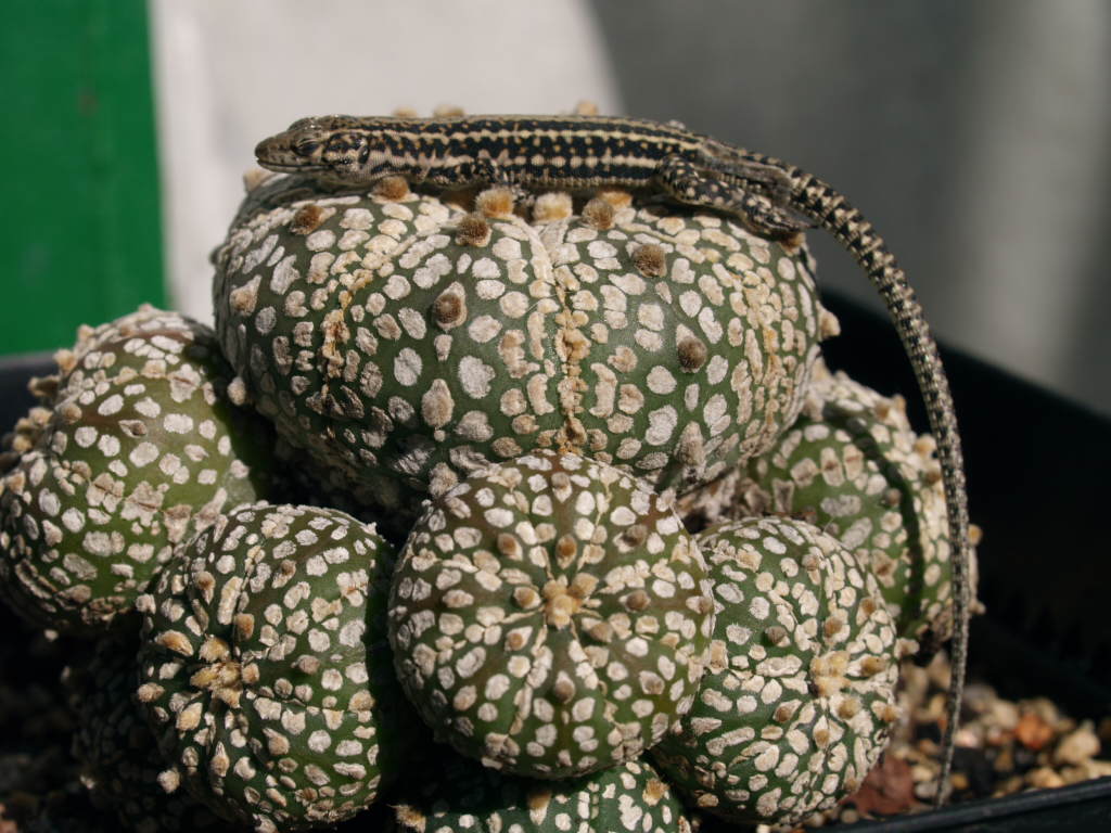 [Foto de planta, jardin, jardineria]