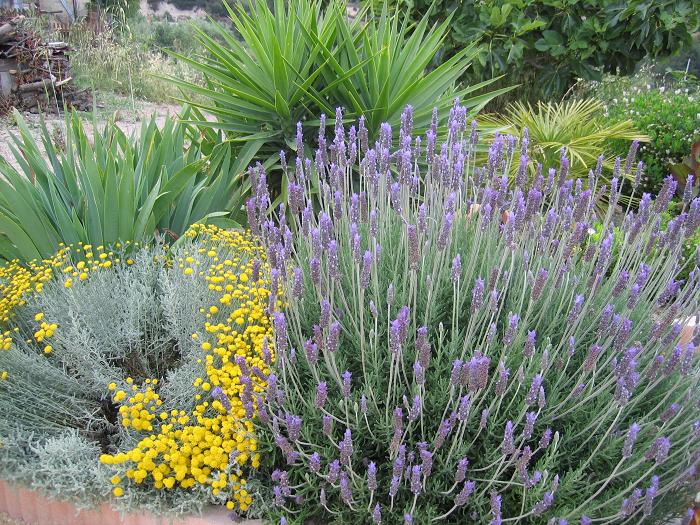 [Foto de planta, jardin, jardineria]