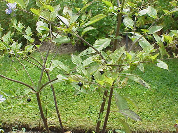 [Foto de planta, jardin, jardineria]