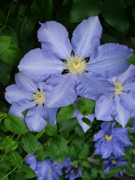 [Foto de planta, jardin, jardineria]