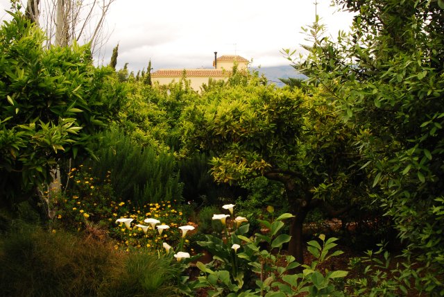 [Foto de planta, jardin, jardineria]