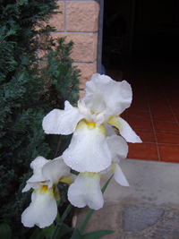 [Foto de planta, jardin, jardineria]